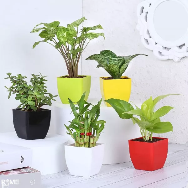 Indoor Plants on rent